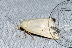 Совка аэгле 002